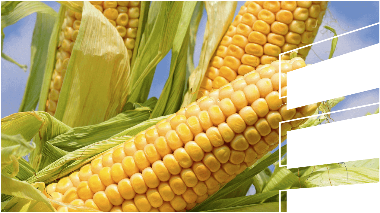 állateledel állateledel