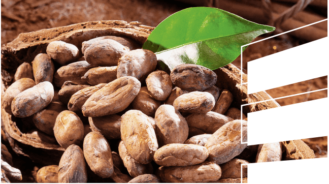 kakaó üzem állateledel